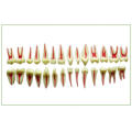 2 Times Dental Pulp Anatomical Model